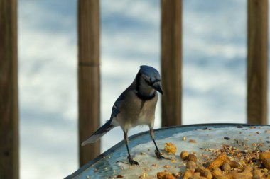 Bu güzel mavi alakarga yemek için cam masaya geldi. Güzel kuşun etrafı fıstıklarla çevrili. Bu çok soğuk bir görüntü. Yerde kar ve her yerde mavi renkler.