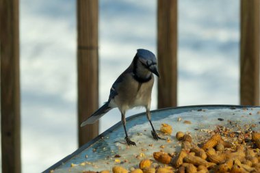 Bu güzel mavi alakarga yemek için cam masaya geldi. Güzel kuşun etrafı fıstıklarla çevrili. Bu çok soğuk bir görüntü. Yerde kar ve her yerde mavi renkler.