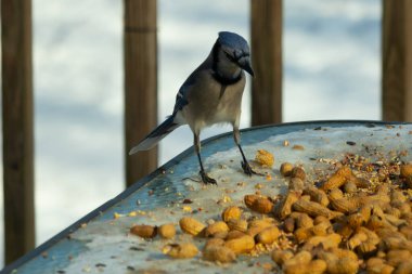 Bu güzel mavi alakarga yemek için cam masaya geldi. Güzel kuşun etrafı fıstıklarla çevrili. Bu çok soğuk bir görüntü. Yerde kar ve her yerde mavi renkler.