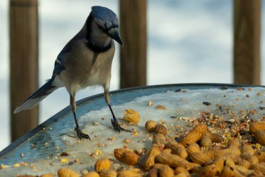 Bu güzel mavi alakarga yemek için cam masaya geldi. Güzel kuşun etrafı fıstıklarla çevrili. Bu çok soğuk bir görüntü. Yerde kar ve her yerde mavi renkler.