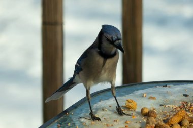 Bu güzel mavi alakarga yemek için cam masaya geldi. Güzel kuşun etrafı fıstıklarla çevrili. Bu çok soğuk bir görüntü. Yerde kar ve her yerde mavi renkler.