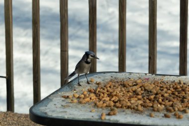 Bu güzel mavi alakarga yemek için cam masaya geldi. Güzel kuşun etrafı fıstıklarla çevrili. Bu çok soğuk bir görüntü. Yerde kar ve her yerde mavi renkler.