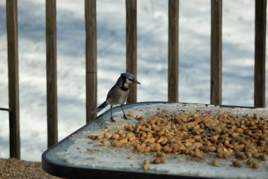 Bu güzel mavi alakarga yemek için cam masaya geldi. Güzel kuşun etrafı fıstıklarla çevrili. Bu çok soğuk bir görüntü. Yerde kar ve her yerde mavi renkler.