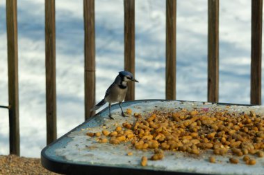 Bu güzel mavi alakarga yemek için cam masaya geldi. Güzel kuşun etrafı fıstıklarla çevrili. Bu çok soğuk bir görüntü. Yerde kar ve her yerde mavi renkler.