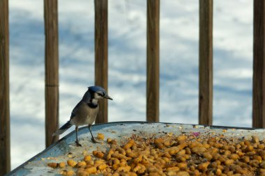 Bu güzel mavi alakarga yemek için cam masaya geldi. Güzel kuşun etrafı fıstıklarla çevrili. Bu çok soğuk bir görüntü. Yerde kar ve her yerde mavi renkler.