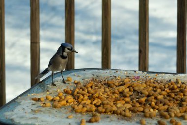 Bu güzel mavi alakarga yemek için cam masaya geldi. Güzel kuşun etrafı fıstıklarla çevrili. Bu çok soğuk bir görüntü. Yerde kar ve her yerde mavi renkler.