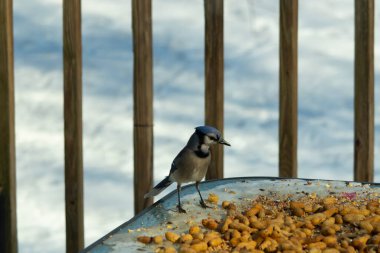 Bu güzel mavi alakarga yemek için cam masaya geldi. Güzel kuşun etrafı fıstıklarla çevrili. Bu çok soğuk bir görüntü. Yerde kar ve her yerde mavi renkler.