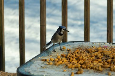 Bu güzel mavi alakarga yemek için cam masaya geldi. Güzel kuşun etrafı fıstıklarla çevrili. Bu çok soğuk bir görüntü. Yerde kar ve her yerde mavi renkler.