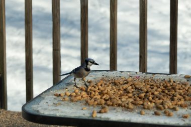 Bu güzel mavi alakarga yemek için cam masaya geldi. Güzel kuşun etrafı fıstıklarla çevrili. Bu çok soğuk bir görüntü. Yerde kar ve her yerde mavi renkler.