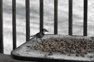 Bu güzel mavi alakarga yemek için cam masaya geldi. Güzel kuşun etrafı fıstıklarla çevrili. Bu çok soğuk bir görüntü. Yerde kar ve her yerde mavi renkler.