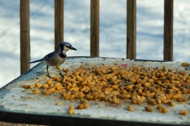 Bu güzel mavi alakarga yemek için cam masaya geldi. Güzel kuşun etrafı fıstıklarla çevrili. Bu çok soğuk bir görüntü. Yerde kar ve her yerde mavi renkler.