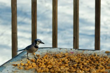 Bu güzel mavi alakarga yemek için cam masaya geldi. Güzel kuşun etrafı fıstıklarla çevrili. Bu çok soğuk bir görüntü. Yerde kar ve her yerde mavi renkler.
