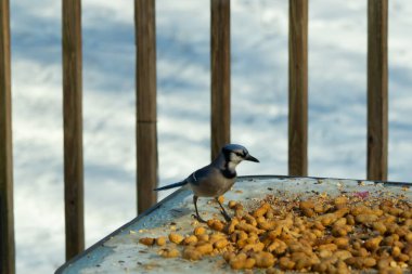 Bu güzel mavi alakarga yemek için cam masaya geldi. Güzel kuşun etrafı fıstıklarla çevrili. Bu çok soğuk bir görüntü. Yerde kar ve her yerde mavi renkler.