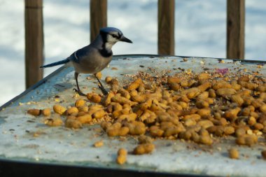 Bu güzel mavi alakarga yemek için cam masaya geldi. Güzel kuşun etrafı fıstıklarla çevrili. Bu çok soğuk bir görüntü. Yerde kar ve her yerde mavi renkler.