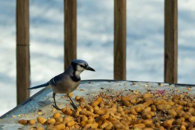Bu güzel mavi alakarga yemek için cam masaya geldi. Güzel kuşun etrafı fıstıklarla çevrili. Bu çok soğuk bir görüntü. Yerde kar ve her yerde mavi renkler.