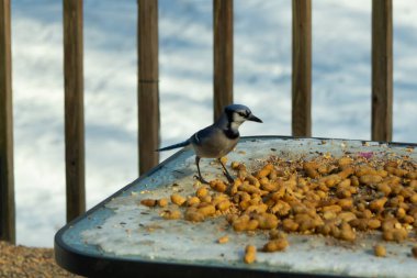 Bu güzel mavi alakarga yemek için cam masaya geldi. Güzel kuşun etrafı fıstıklarla çevrili. Bu çok soğuk bir görüntü. Yerde kar ve her yerde mavi renkler.