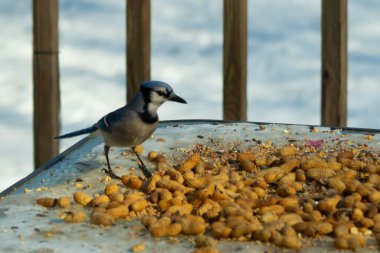 Bu güzel mavi alakarga yemek için cam masaya geldi. Güzel kuşun etrafı fıstıklarla çevrili. Bu çok soğuk bir görüntü. Yerde kar ve her yerde mavi renkler.