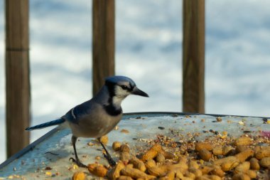 Bu güzel mavi alakarga yemek için cam masaya geldi. Güzel kuşun etrafı fıstıklarla çevrili. Bu çok soğuk bir görüntü. Yerde kar ve her yerde mavi renkler.