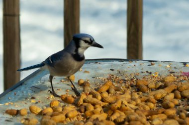 Bu güzel mavi alakarga yemek için cam masaya geldi. Güzel kuşun etrafı fıstıklarla çevrili. Bu çok soğuk bir görüntü. Yerde kar ve her yerde mavi renkler.