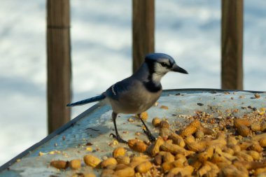 Bu güzel mavi alakarga yemek için cam masaya geldi. Güzel kuşun etrafı fıstıklarla çevrili. Bu çok soğuk bir görüntü. Yerde kar ve her yerde mavi renkler.