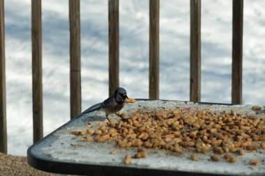 Bu güzel mavi karga bu resim için poz veriyor gibi görünüyor. Küçük Corvid 'in gagasında bir fıstık var ve bize gösteriyor gibi görünüyor. Bu kuşlar mavi, beyaz ve siyah tüyleriyle çok güzel..