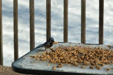 Bu güzel mavi karga bu resim için poz veriyor gibi görünüyor. Küçük Corvid 'in gagasında bir fıstık var ve bize gösteriyor gibi görünüyor. Bu kuşlar mavi, beyaz ve siyah tüyleriyle çok güzel..