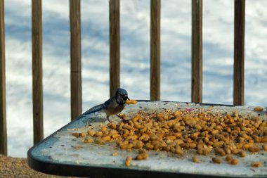 Bu güzel mavi karga bu resim için poz veriyor gibi görünüyor. Küçük Corvid 'in gagasında bir fıstık var ve bize gösteriyor gibi görünüyor. Bu kuşlar mavi, beyaz ve siyah tüyleriyle çok güzel..