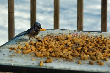 Bu güzel mavi karga bu resim için poz veriyor gibi görünüyor. Küçük Corvid 'in gagasında bir fıstık var ve bize gösteriyor gibi görünüyor. Bu kuşlar mavi, beyaz ve siyah tüyleriyle çok güzel..