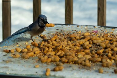 Bu güzel mavi karga bu resim için poz veriyor gibi görünüyor. Küçük Corvid 'in gagasında bir fıstık var ve bize gösteriyor gibi görünüyor. Bu kuşlar mavi, beyaz ve siyah tüyleriyle çok güzel..