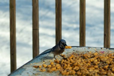 Bu güzel mavi karga bu resim için poz veriyor gibi görünüyor. Küçük Corvid 'in gagasında bir fıstık var ve bize gösteriyor gibi görünüyor. Bu kuşlar mavi, beyaz ve siyah tüyleriyle çok güzel..