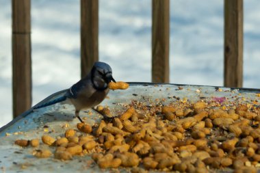 Bu güzel mavi karga bu resim için poz veriyor gibi görünüyor. Küçük Corvid 'in gagasında bir fıstık var ve bize gösteriyor gibi görünüyor. Bu kuşlar mavi, beyaz ve siyah tüyleriyle çok güzel..