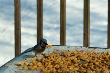 Bu güzel mavi karga bu resim için poz veriyor gibi görünüyor. Küçük Corvid 'in gagasında bir fıstık var ve bize gösteriyor gibi görünüyor. Bu kuşlar mavi, beyaz ve siyah tüyleriyle çok güzel..
