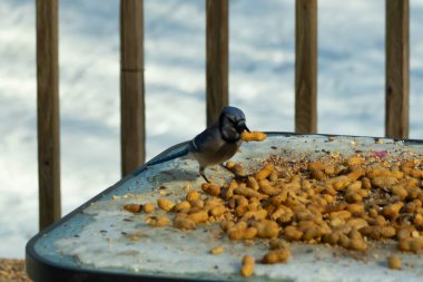 Bu güzel mavi karga bu resim için poz veriyor gibi görünüyor. Küçük Corvid 'in gagasında bir fıstık var ve bize gösteriyor gibi görünüyor. Bu kuşlar mavi, beyaz ve siyah tüyleriyle çok güzel..