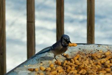 Bu güzel mavi karga bu resim için poz veriyor gibi görünüyor. Küçük Corvid 'in gagasında bir fıstık var ve bize gösteriyor gibi görünüyor. Bu kuşlar mavi, beyaz ve siyah tüyleriyle çok güzel..