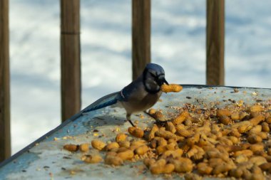 Bu güzel mavi karga bu resim için poz veriyor gibi görünüyor. Küçük Corvid 'in gagasında bir fıstık var ve bize gösteriyor gibi görünüyor. Bu kuşlar mavi, beyaz ve siyah tüyleriyle çok güzel..