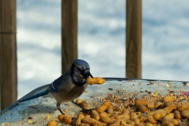 Bu güzel mavi karga bu resim için poz veriyor gibi görünüyor. Küçük Corvid 'in gagasında bir fıstık var ve bize gösteriyor gibi görünüyor. Bu kuşlar mavi, beyaz ve siyah tüyleriyle çok güzel..