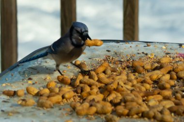 Bu güzel mavi karga bu resim için poz veriyor gibi görünüyor. Küçük Corvid 'in gagasında bir fıstık var ve bize gösteriyor gibi görünüyor. Bu kuşlar mavi, beyaz ve siyah tüyleriyle çok güzel..