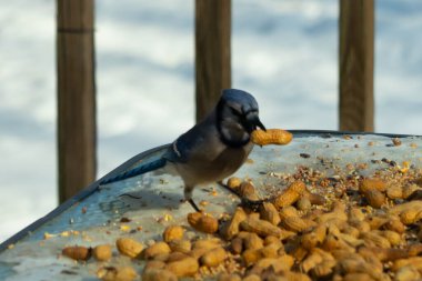 Bu güzel mavi karga bu resim için poz veriyor gibi görünüyor. Küçük Corvid 'in gagasında bir fıstık var ve bize gösteriyor gibi görünüyor. Bu kuşlar mavi, beyaz ve siyah tüyleriyle çok güzel..