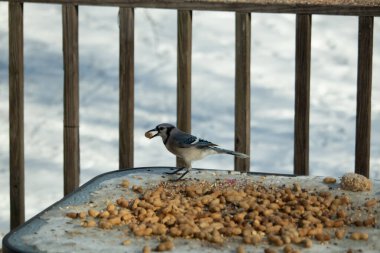 Bu güzel mavi karga burada, karların arasında gagasında fıstıkla duruyor. Bu kuş yiyeceğiyle havalanmak üzere. Bu korvitler mavi, beyaz ve siyah tüyleriyle çok güzel..