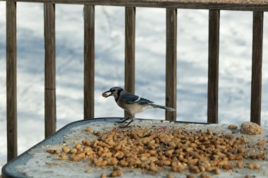 Bu güzel mavi karga burada, karların arasında gagasında fıstıkla duruyor. Bu kuş yiyeceğiyle havalanmak üzere. Bu korvitler mavi, beyaz ve siyah tüyleriyle çok güzel..