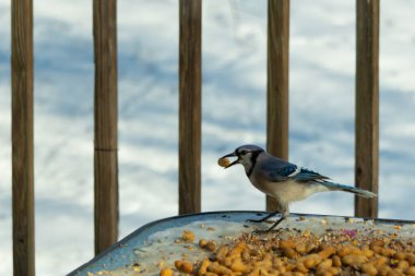 Bu güzel mavi karga burada, karların arasında gagasında fıstıkla duruyor. Bu kuş yiyeceğiyle havalanmak üzere. Bu korvitler mavi, beyaz ve siyah tüyleriyle çok güzel..