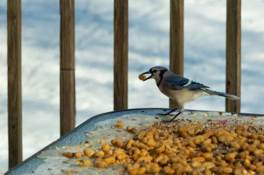 Bu güzel mavi karga burada, karların arasında gagasında fıstıkla duruyor. Bu kuş yiyeceğiyle havalanmak üzere. Bu korvitler mavi, beyaz ve siyah tüyleriyle çok güzel..
