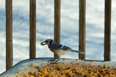 Bu güzel mavi karga burada, karların arasında gagasında fıstıkla duruyor. Bu kuş yiyeceğiyle havalanmak üzere. Bu korvitler mavi, beyaz ve siyah tüyleriyle çok güzel..