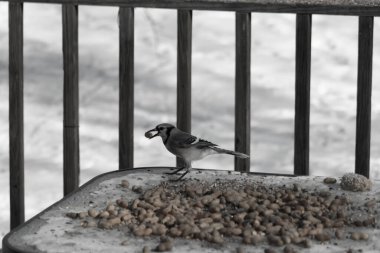 Bu güzel mavi karga burada, karların arasında gagasında fıstıkla duruyor. Bu kuş yiyeceğiyle havalanmak üzere. Bu korvitler mavi, beyaz ve siyah tüyleriyle çok güzel..