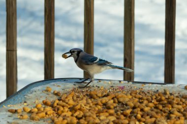Bu güzel mavi karga burada, karların arasında gagasında fıstıkla duruyor. Bu kuş yiyeceğiyle havalanmak üzere. Bu korvitler mavi, beyaz ve siyah tüyleriyle çok güzel..