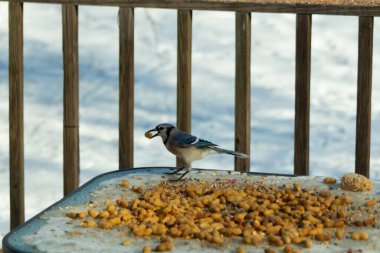 Bu güzel mavi karga burada, karların arasında gagasında fıstıkla duruyor. Bu kuş yiyeceğiyle havalanmak üzere. Bu korvitler mavi, beyaz ve siyah tüyleriyle çok güzel..