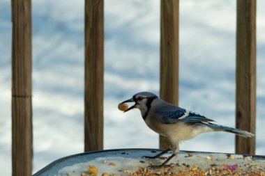 Bu güzel mavi karga burada, karların arasında gagasında fıstıkla duruyor. Bu kuş yiyeceğiyle havalanmak üzere. Bu korvitler mavi, beyaz ve siyah tüyleriyle çok güzel..