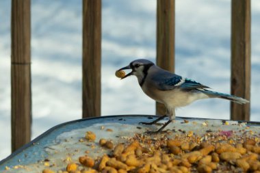 Bu güzel mavi karga burada, karların arasında gagasında fıstıkla duruyor. Bu kuş yiyeceğiyle havalanmak üzere. Bu korvitler mavi, beyaz ve siyah tüyleriyle çok güzel..