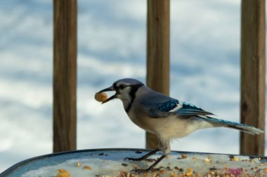 Bu güzel mavi karga burada, karların arasında gagasında fıstıkla duruyor. Bu kuş yiyeceğiyle havalanmak üzere. Bu korvitler mavi, beyaz ve siyah tüyleriyle çok güzel..