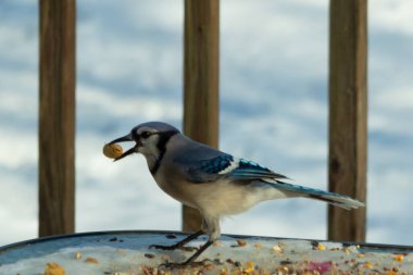 Bu güzel mavi karga burada, karların arasında gagasında fıstıkla duruyor. Bu kuş yiyeceğiyle havalanmak üzere. Bu korvitler mavi, beyaz ve siyah tüyleriyle çok güzel..